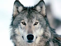 wolf.jpg