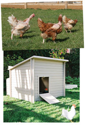 Hen Rescue and Housing Appeal