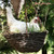 The Only Chicken You Should Have in a Basket