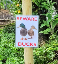 Beware Ducks Roadsign