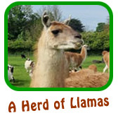 A Herd of Llamas Adoption