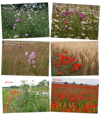Poppy and Wildflower Greeting Cards