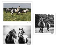 My Journey From Behind the Lens to Beside the Herd...