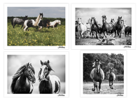 My Journey From Behind the Lens to Beside the Herd...
