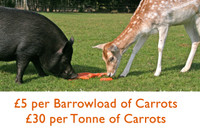 Hillside Carrot Appeal
