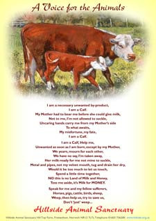 Hillside Cow Amp Calf Poem Tea Towel Hillside Animal Sanctuary