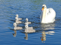 Norfolk Wildlife Greeting Cards