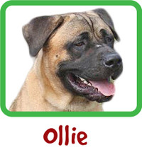 Ollie Sponsorship