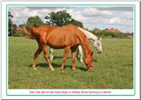 Adoption Tablemat