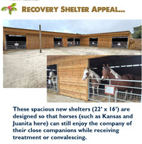 Hillside Shelter Appeal 2025
