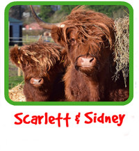 Scarlett, Sidney and Highland Friends Adoption