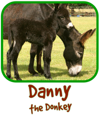 Danny the Donkey Adoption