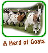 A Herd of Goats
