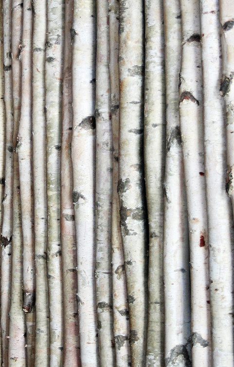 Birch twigs for clearance sale