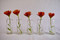 Tall Thin handcrafted shot glasses made from recycled glass - clear
Double nicely as small flower vases