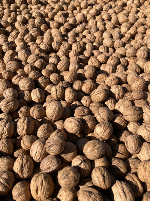 California Chandler Walnuts - In Shell - Not Bleached