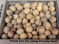 California Chandler Walnuts - In Shell - Not Bleached