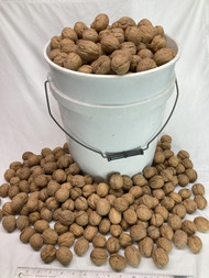 California Chandler Jumbo Walnuts