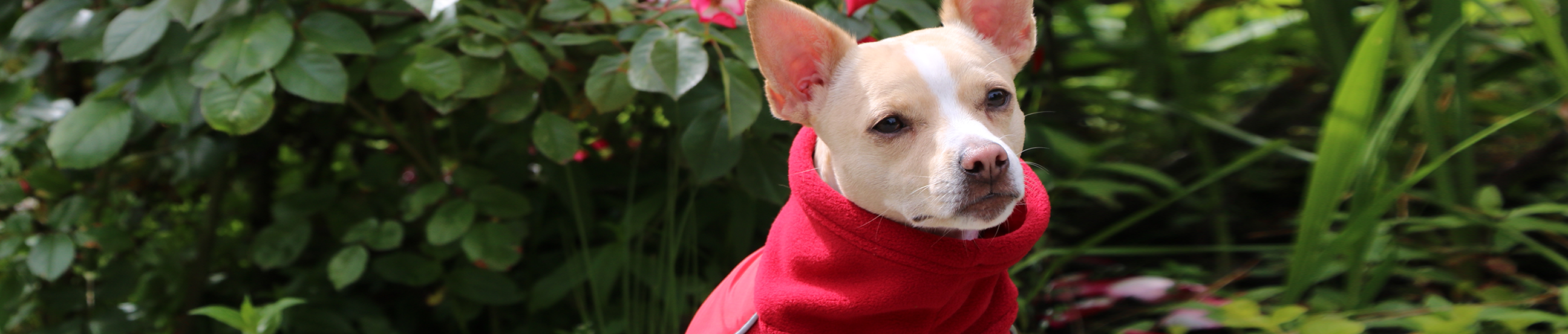 teckelklub dog fleece