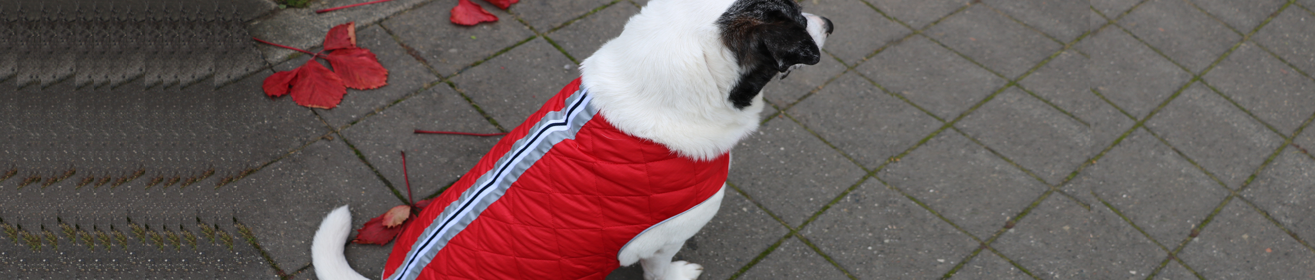 Waterproof Breathable Softshell Dog Coat