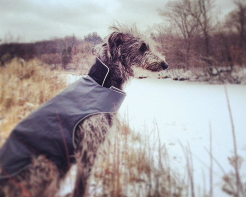 teckelklub dog fleece