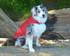 Excellent Fit Dog Raincoat for Every Dog Size
