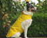 Best Selling Breathable Waterproof Dog Coat