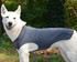 Best Waterproof Softshell Dog Coat