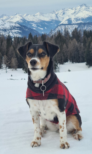 Rover in the Alps