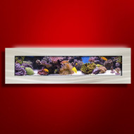 Aussie Aquariums 2.0 Panoramic Wall Mounted Aquarium - Complete Easy-to-Maintain Live Fish Tank for Home/Office with All Accessories Included