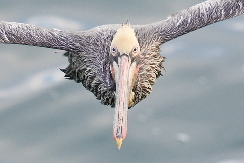pelican-1.jpg