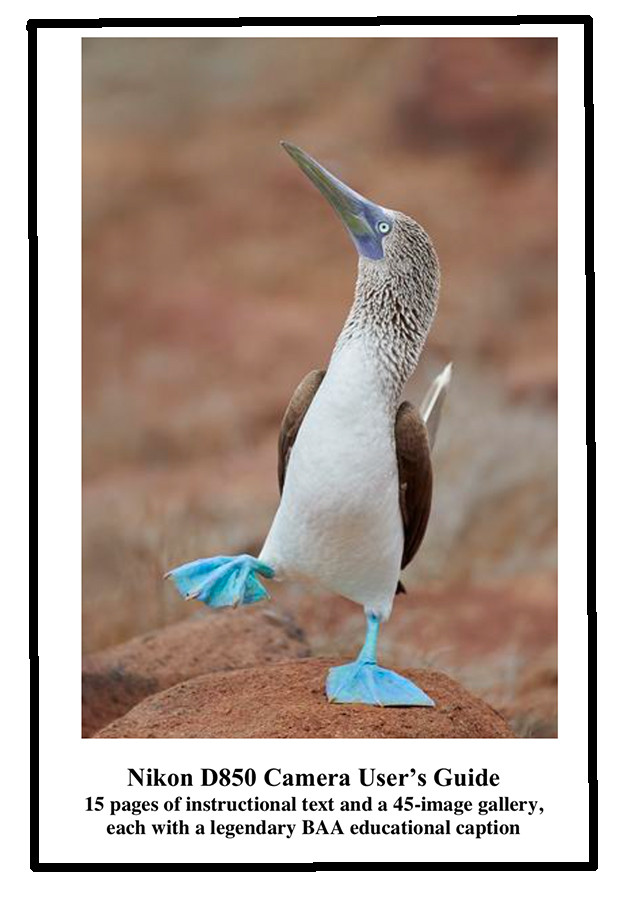Nikon D850 User Guide Birds As Art Online Store Nikon D850 User Guide Birds As Art Online Store