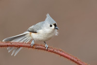Tufted Titmouse: Expand Canvas Video