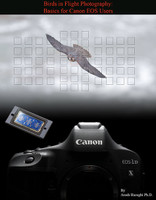 Birds in Flight Photography Guide