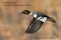 The BIRDS AS ART Canon EOS R5 Camera User’s e-Guide