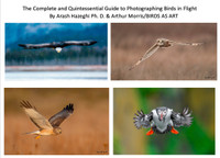 The Complete and Quintessential Guide to Photographing Birds in Flight