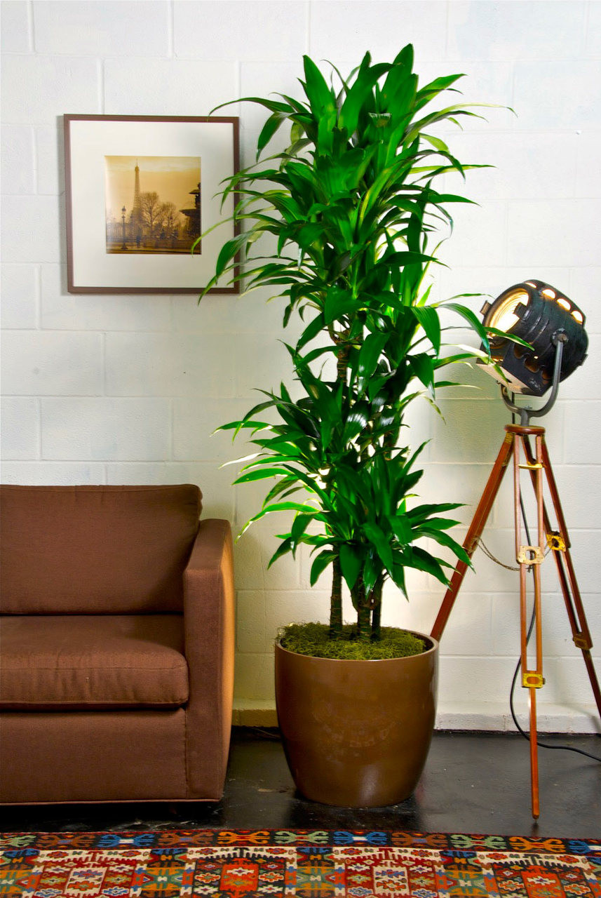 Hawaiian Lisa Cane Houston Interior Plants