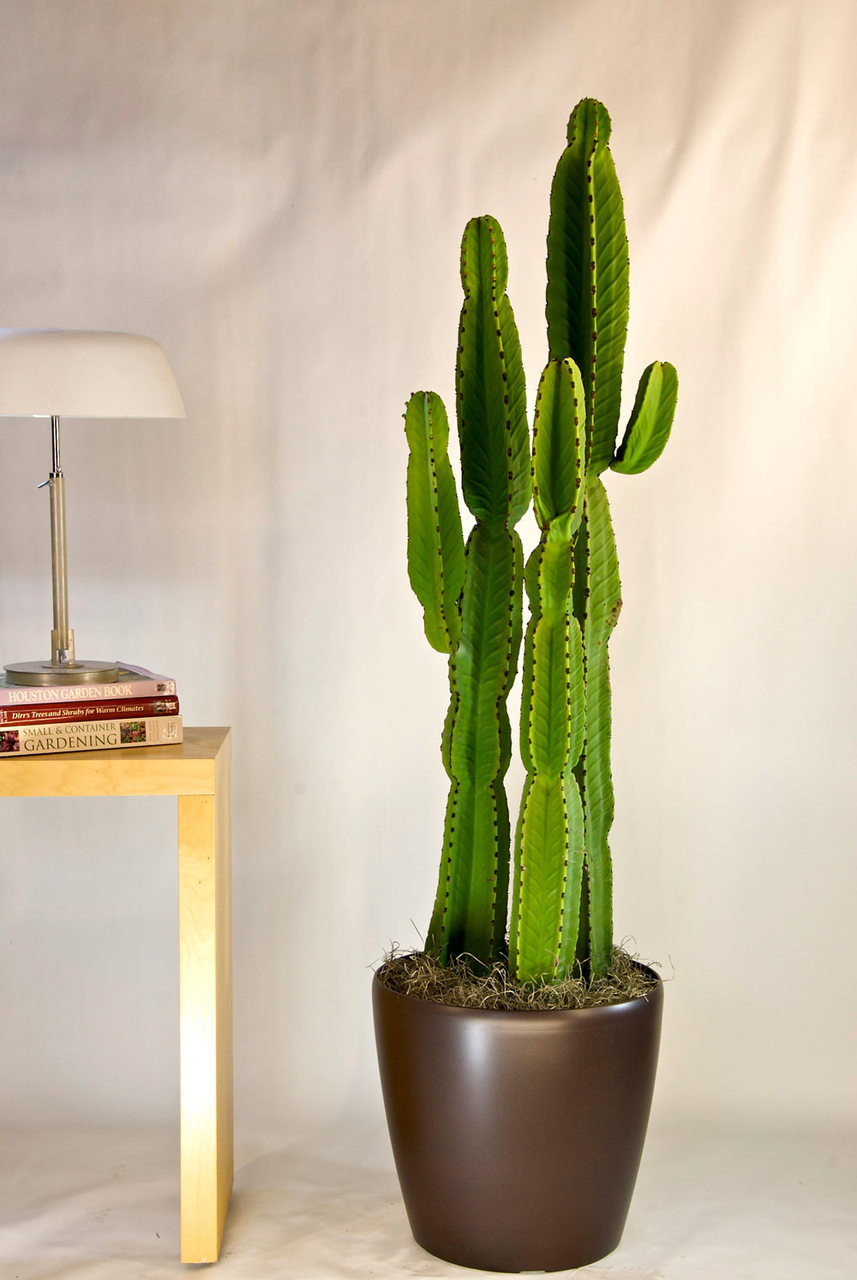 Cactus | Candelabra Tree - Houston Interior Plants