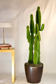 Cactus | Candelabra Tree