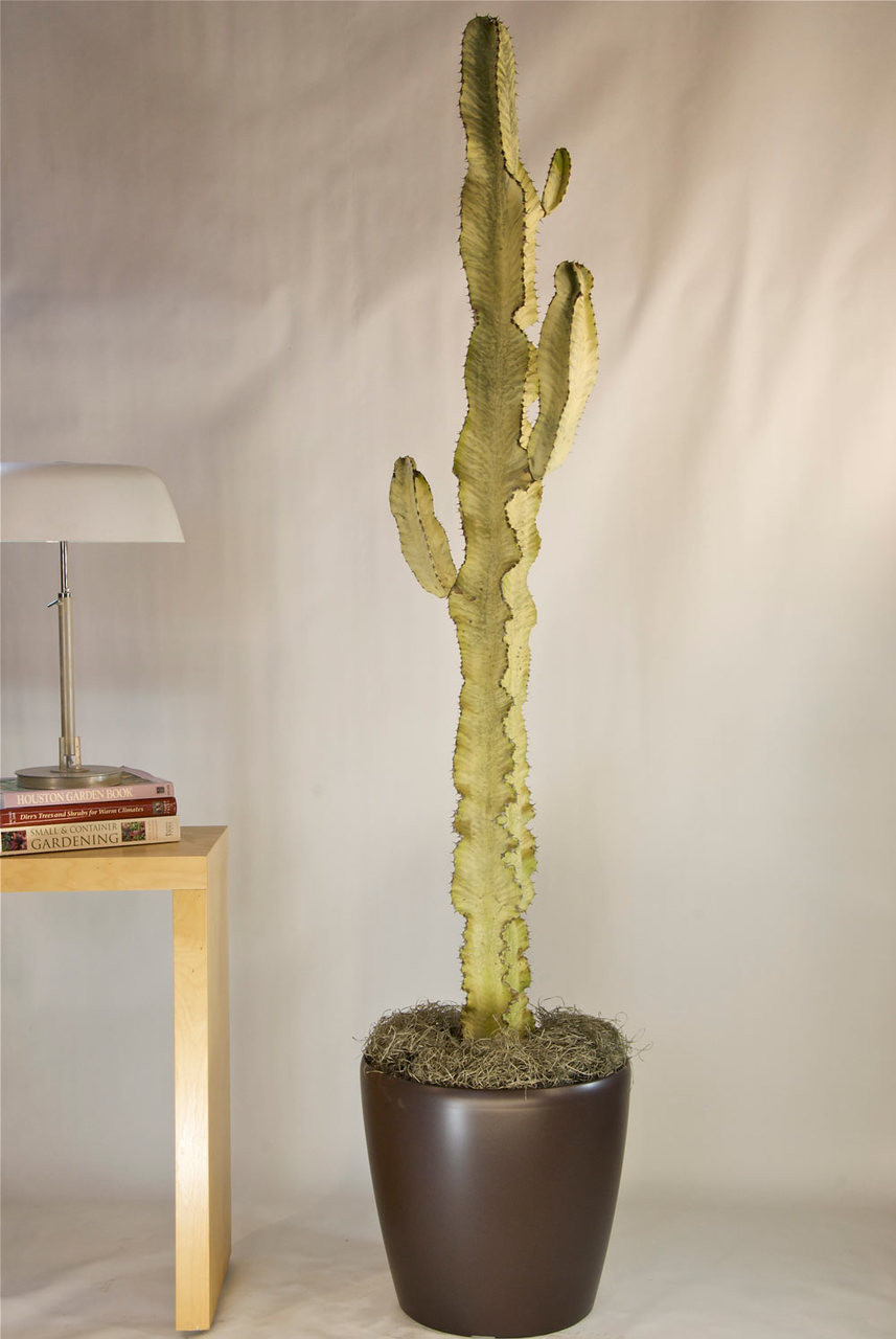 interior plant containers creative image cactus euphorbia ammak variegated houston interior plants interior plant containers creative image cactus euphorbia ammak variegated houston interior plants