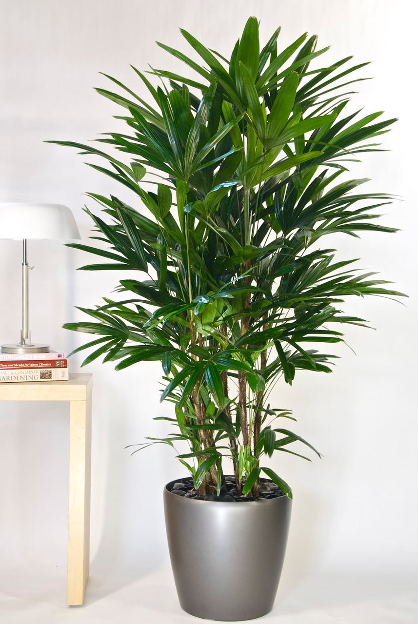 Lady Palm or Rhapis Palm - Houston Interior Plants