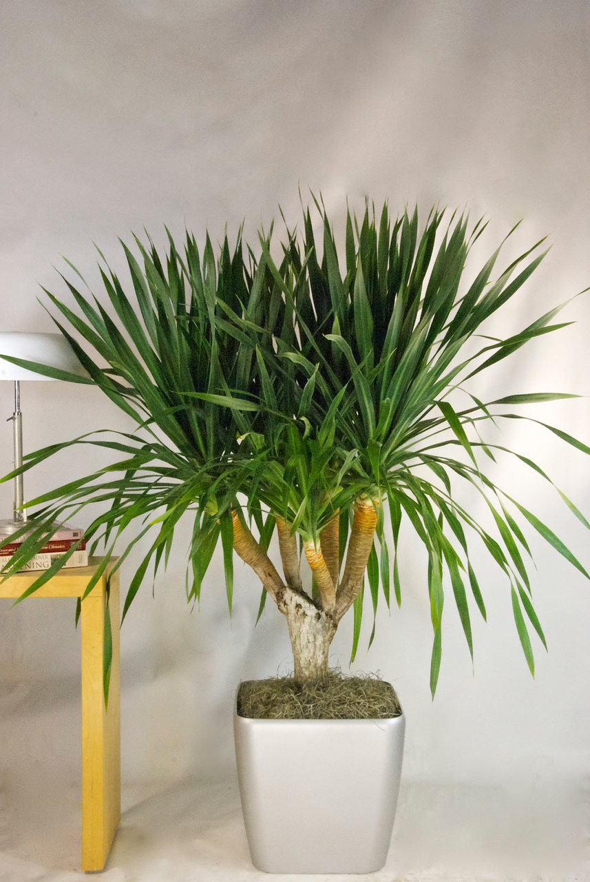 Dracaena Draco - Houston Interior Plants