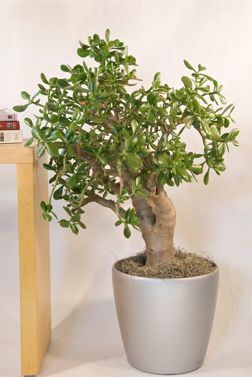 Jade Plant - Houston Interior Plants