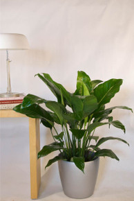 Medium Closet Plant, Peace Lily