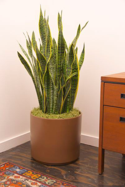 Large Sansevieria - Houston Interior Plants