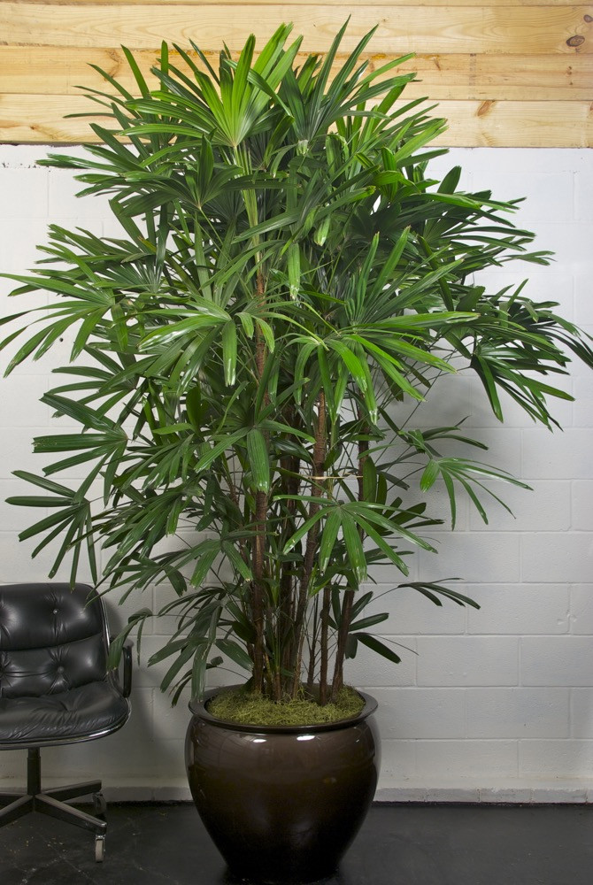 houseplants Variegated Lady Palm tropical plants Rhapis Excelsa rare plants Lady Palm variegated plants indoor plants
