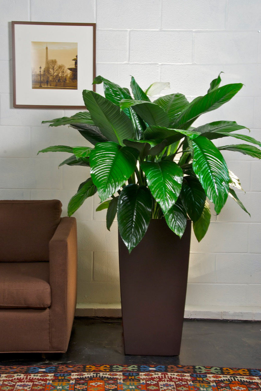 snake plant potted Snake Plant Laurentii | Low Light Indoor Plant