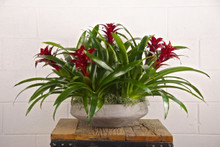 5 Bromeliads in Seattle Bowl