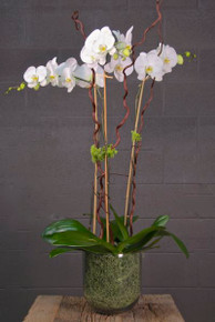 Triple White Moth Orchid Combo