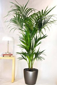 Kentia Palm | Medium